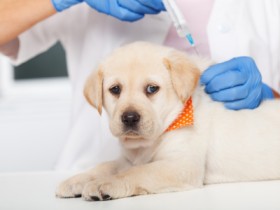 Pet Vaccination